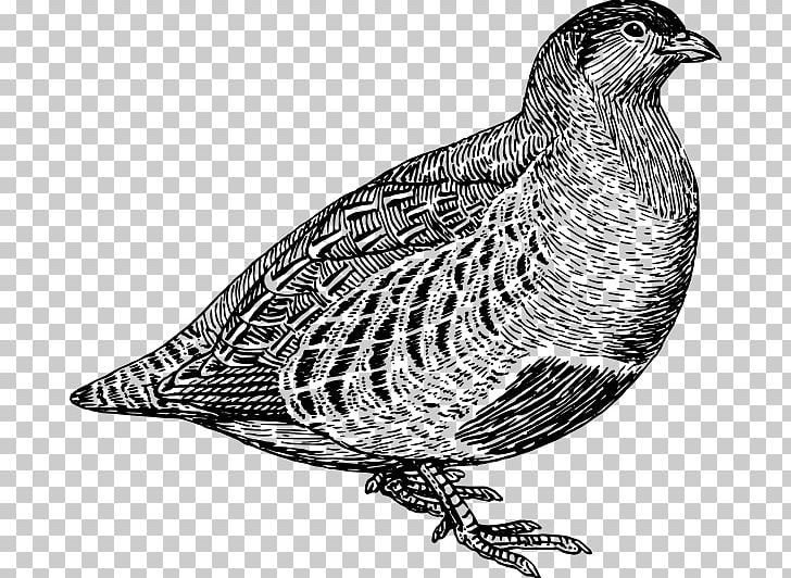 Partridge Quail PNG, Clipart, Beak, Bird, Bird Of Prey, Black And White, Download Free PNG Download