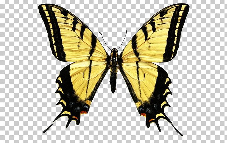 Swallowtail Butterfly Eastern Tiger Swallowtail Insect Papilio Multicaudata PNG, Clipart, Arthropod, Batt, Brush Footed Butterfly, Butterfly Clipart, Insects Free PNG Download