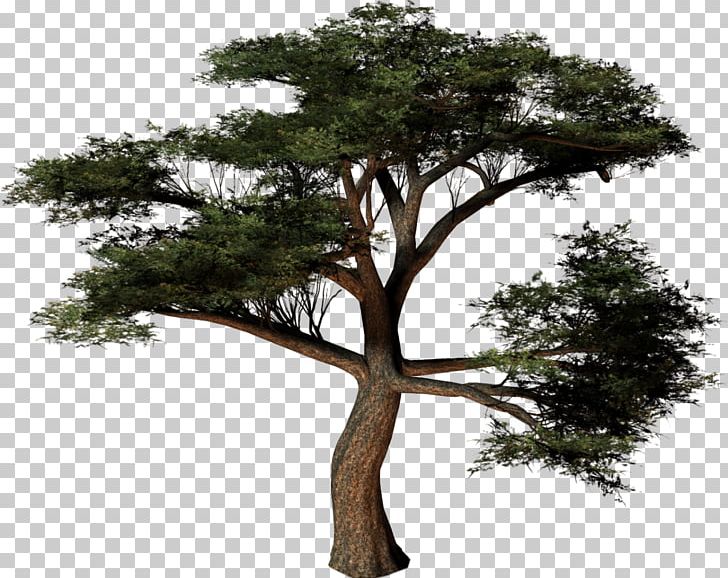 Tree Plant PNG, Clipart, Autumn, Branch, Houseplant, Nature, Photography Free PNG Download