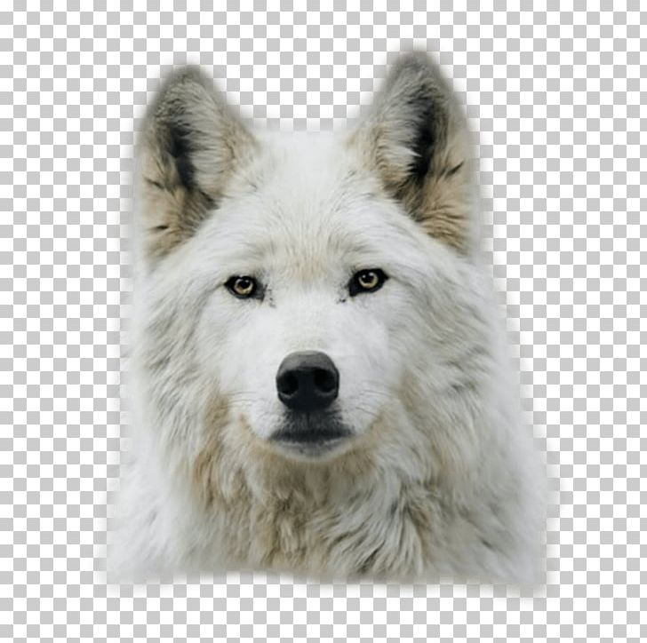 Arctic Wolf Dog Black Wolf Puppy Lone Wolf PNG, Clipart, Animal, Animals, Arctic Wolf, Black Wolf, Canadian Eskimo Dog Free PNG Download