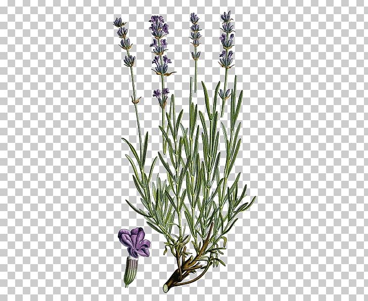 English Lavender French Lavender Plant Common Sage Officinalis PNG, Clipart, Common Sage, Cut Flowers, English Lavender, Essential Oil, Evergreen Free PNG Download