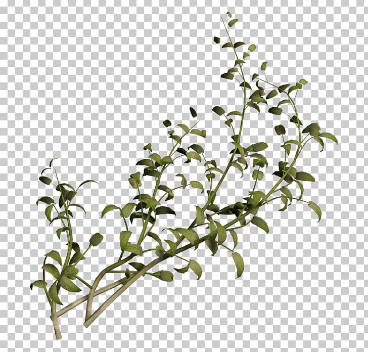 Plant Stem Advertising Shrub Flower PNG, Clipart, Advertising, Animal, Animation, Branch, Cim Free PNG Download