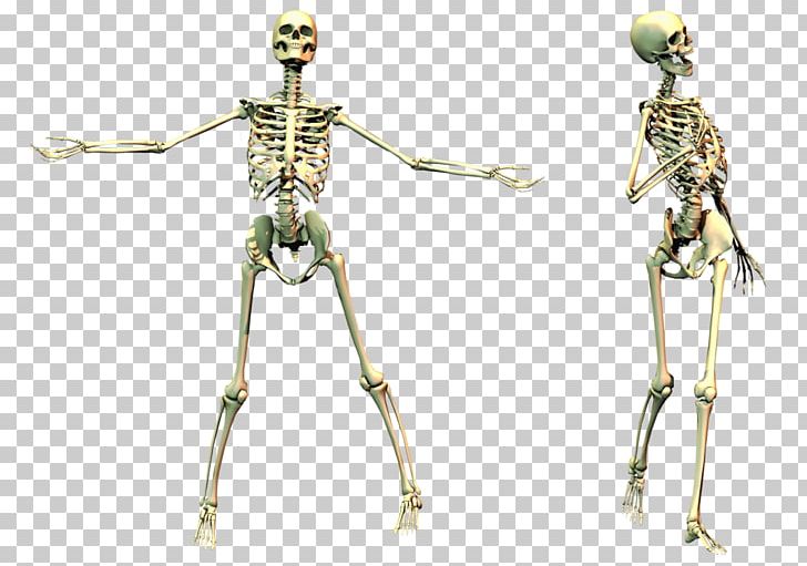 Skeleton PNG, Clipart, Skeleton Free PNG Download