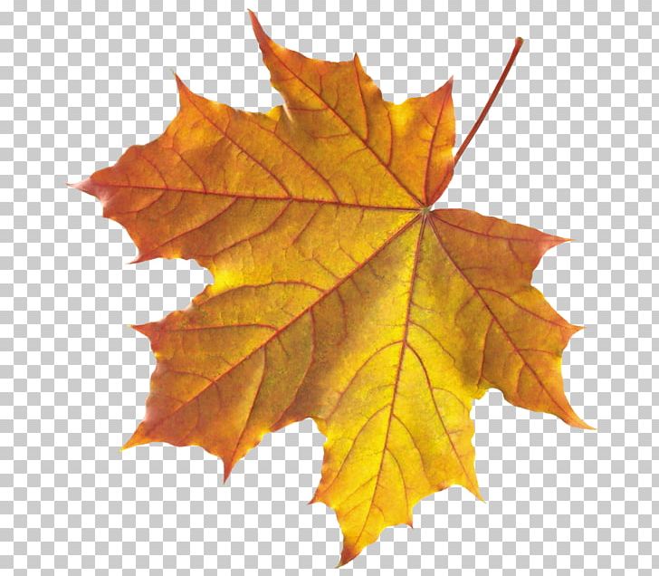 Autumn Leaf Color PNG, Clipart, Autumn, Autumn Leaf Color, Deciduous, Desktop Wallpaper, Green Free PNG Download