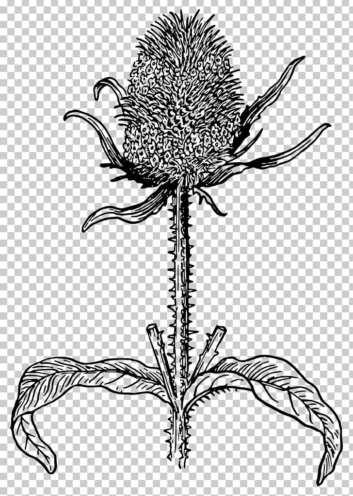 Bee Plant Thistle Dipsacus Fullonum Botany PNG, Clipart, Bee, Beehive, Black And White, Botany, Branch Free PNG Download