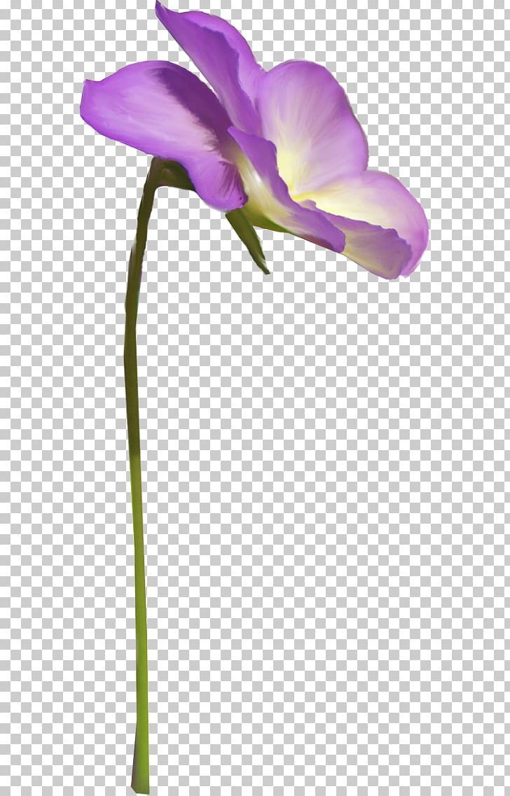 Moth Orchids Cut Flowers Plant Stem Herbaceous Plant PNG, Clipart, Cut Flowers, Flora, Flower, Flowering Plant, Food Drinks Free PNG Download