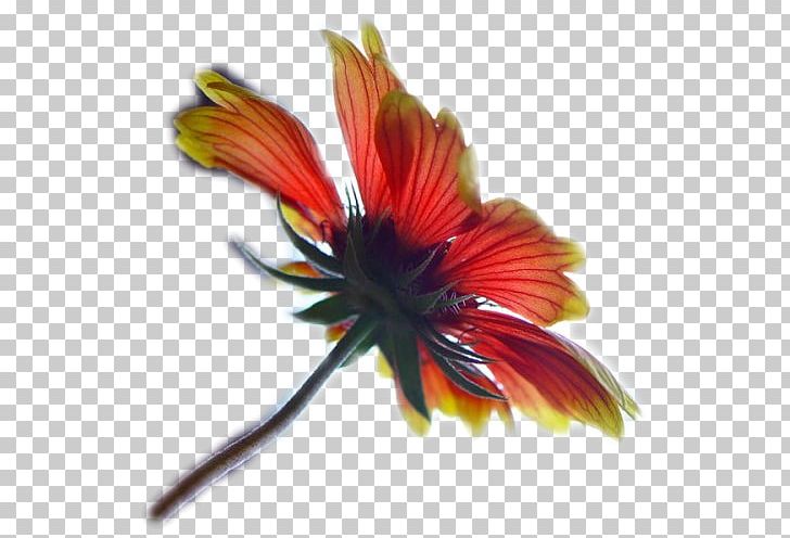 Petal Flower Blog Plant Stem PNG, Clipart, Blog, Daisy Family, Flower, Flowering Plant, Nature Free PNG Download