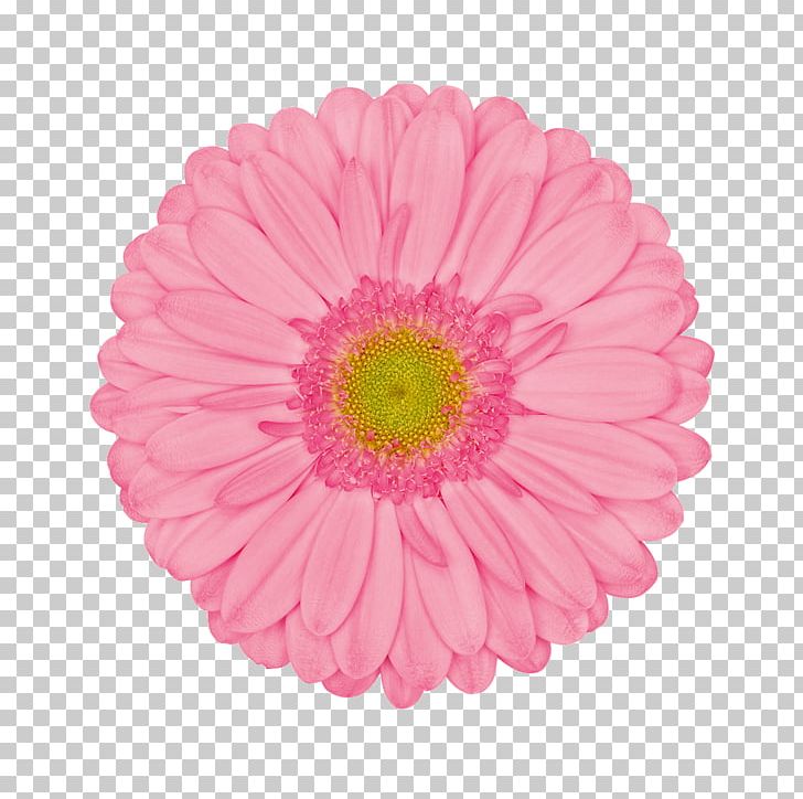 Transvaal Daisy Cut Flowers Color Common Daisy PNG, Clipart, Blume, Chrysanthemum, Chrysanths, Color, Common Daisy Free PNG Download