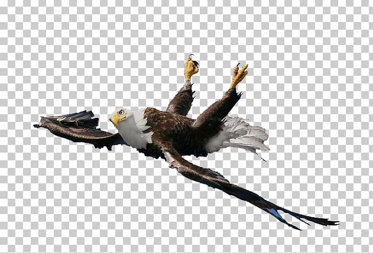 Bald Eagle Vulture Beak Fauna PNG, Clipart, Accipitriformes, Animals, Bald Eagle, Beak, Bird Free PNG Download