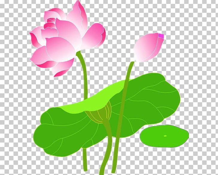 Nelumbo Nucifera Illustration PNG, Clipart, Branch, Computer Wallpaper, Decoration, Download, Euclidean Vector Free PNG Download