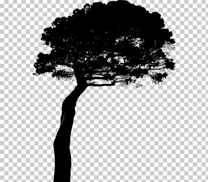 Stone Pine Computer Icons PNG, Clipart, Black And White, Branch, Computer Icons, Conifer Cone, Lupine Free PNG Download