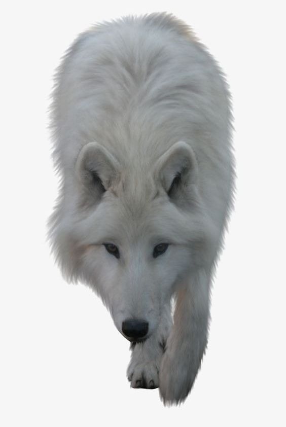 White Wolf PNG, Clipart, Animal, Beast, Snow, Snow Wolf, White Clipart Free PNG Download