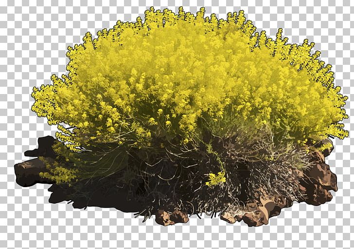 Descurainia Bourgaeana Shrub Glog Tree PNG, Clipart, Cabbage Family, Descurainia, Descurainia Bourgaeana, Glog, Glogster Free PNG Download