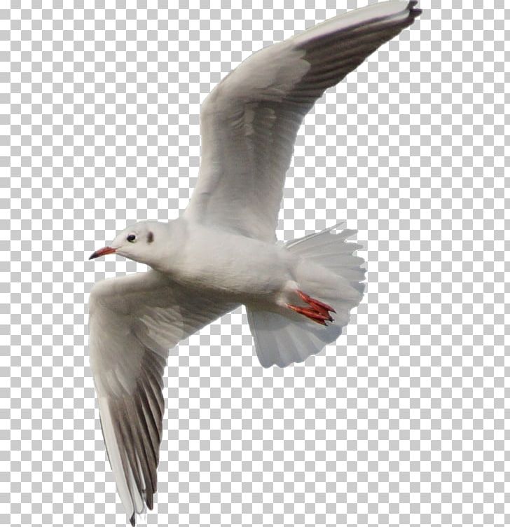 European Herring Gull Gulls Great Black-backed Gull Bird PNG, Clipart, Animal, Animals, Beak, Bird, Charadriiformes Free PNG Download