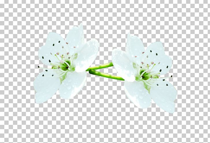 Petal Flower Computer File PNG, Clipart, Bloom, Blooming, Blossom, Branch, Computer File Free PNG Download