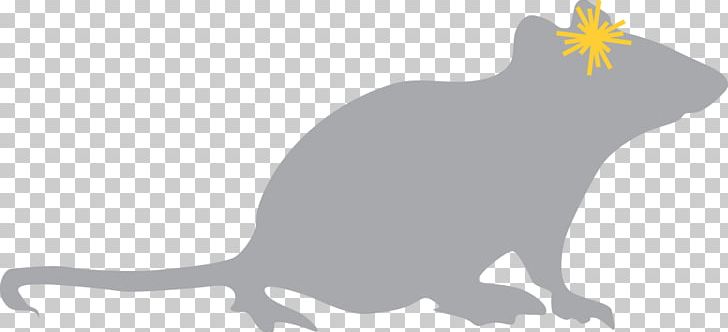 Rat Whiskers Mouse Peshawar Rodent PNG, Clipart, Addiction, Beak, Behavior, Black And White, Carnivoran Free PNG Download