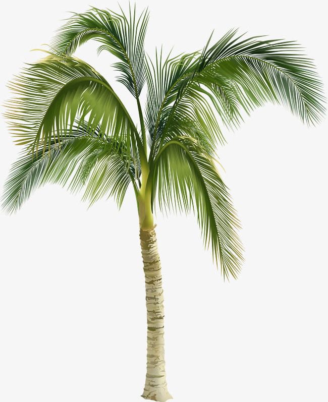 Beautiful Green Coconut Trees PNG, Clipart, Beautiful, Beautiful Clipart, Beautiful Clipart, Beautiful Coconut Trees, Coconut Free PNG Download