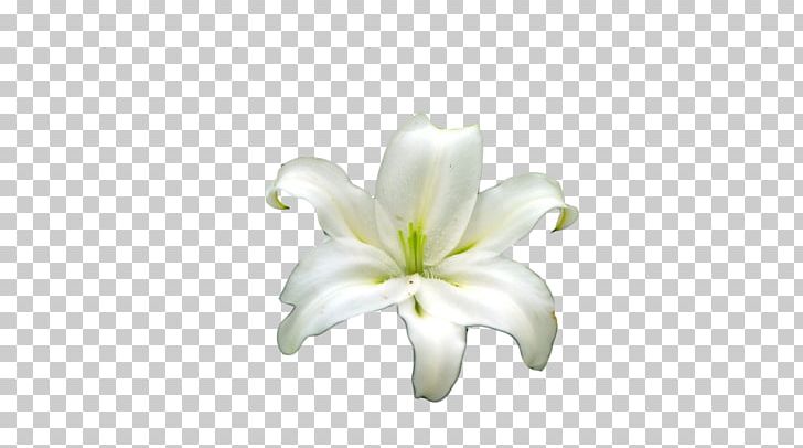 Lilium Cut Flowers PNG, Clipart, Body Jewelry, Cut Flowers, Download, Flower, Flower Bouquet Free PNG Download