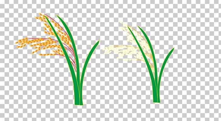 Logo Grasses Leaf Plant Stem Font PNG, Clipart, Family, Font, Food Drinks, Fried Rice, Graphic Design Free PNG Download