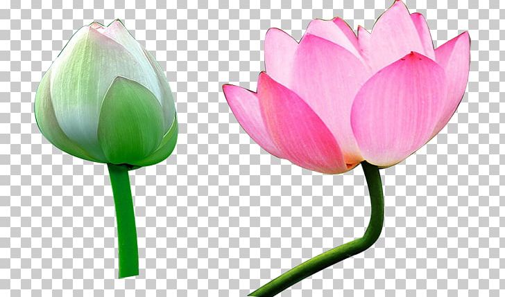 Nelumbo Nucifera Water Lily PNG, Clipart, Aquatic Plant, Blooming, Bud, Cut Flowers, Encapsulated Postscript Free PNG Download
