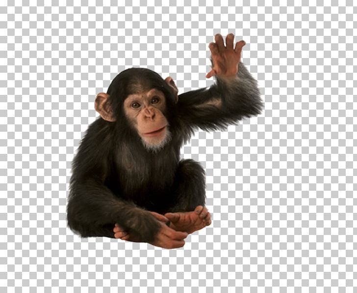 Orangutan Primate Monkey Common Chimpanzee PNG, Clipart, Animals, Chimpanzee, Common Chimpanzee, Encapsulated Postscript, Fur Free PNG Download