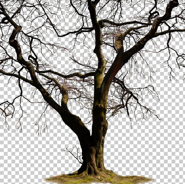Twig Trunk Tree PNG, Clipart, Autumn Tree, Branch, Christmas Tree, Clip Art, Dead Free PNG Download