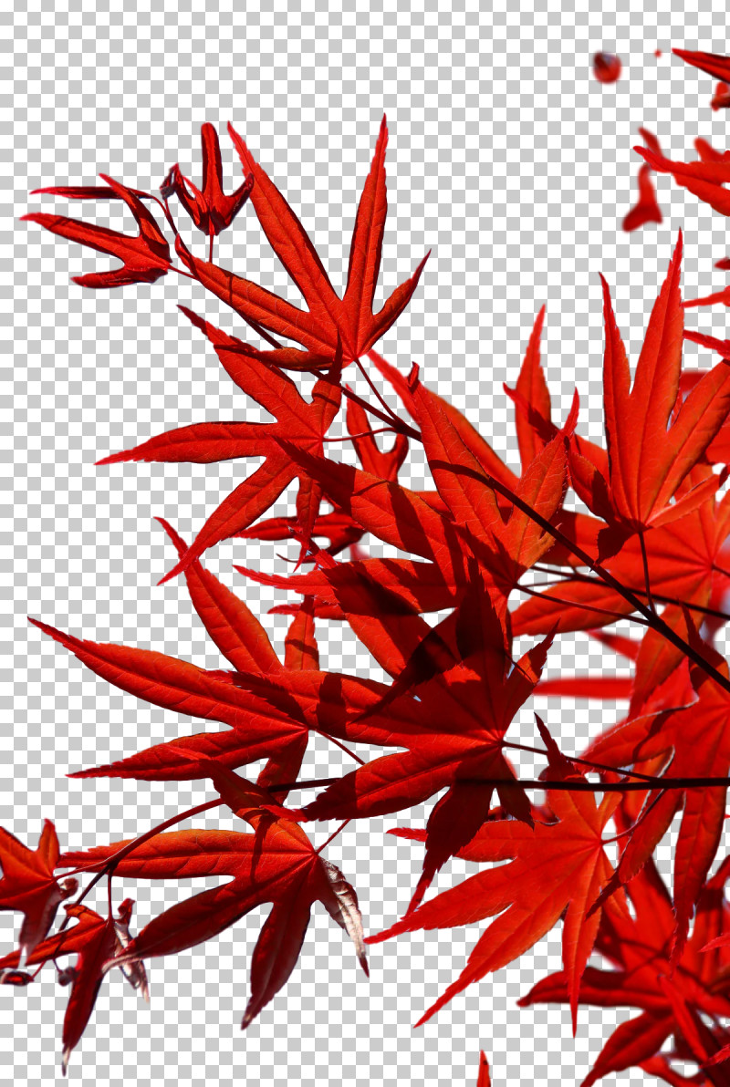 Leaf Flower Twig Maple Leaf / M Red PNG, Clipart, Biology, Flower, Geometry, Leaf, Line Free PNG Download