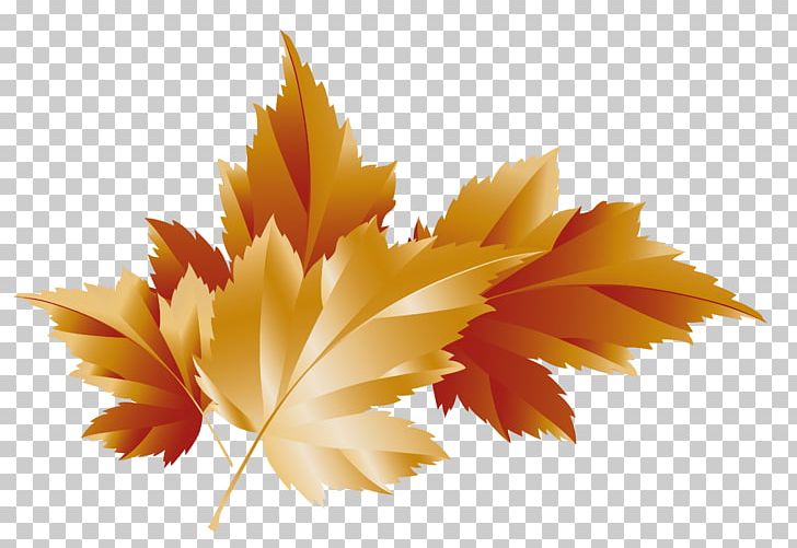Autumn Leaf Color Maple Leaf PNG, Clipart, Autumn, Autumn Leaf Color, Clip Art, Color, Computer Wallpaper Free PNG Download