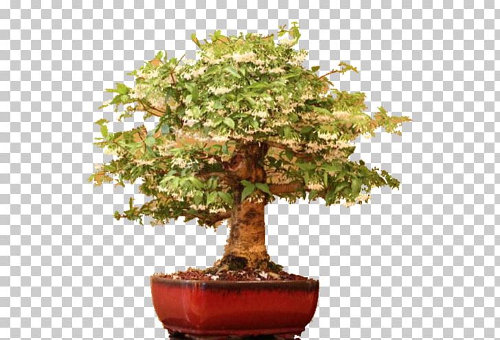 Chinese Sweet Plum Water Jasmine Flowerpot Bonsai Tree PNG, Clipart, Bonsai, Flowerpot, Houseplant, Nature, Plant Free PNG Download