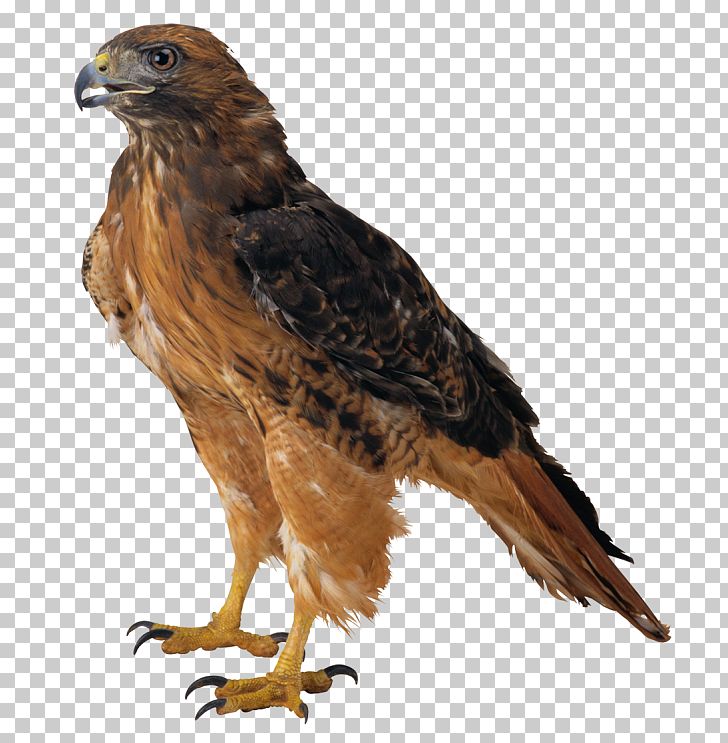 Eagle PNG, Clipart, Accipitriformes, Bald Eagle, Beak, Bird, Bird Of Prey Free PNG Download