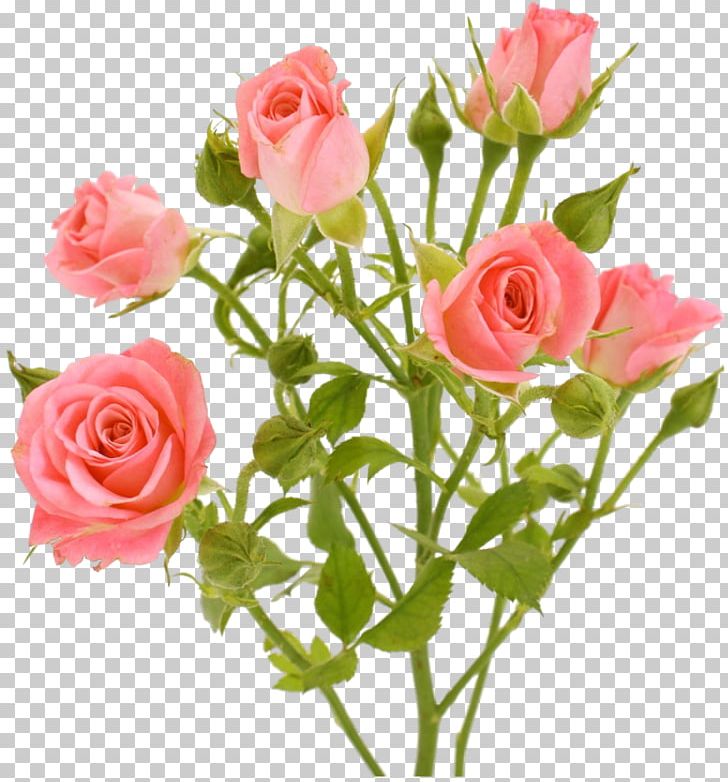 Garden Roses Flower Pink PNG, Clipart, Annual Plant, Artificial Flower, Cut Flowers, Floral Design, Floribunda Free PNG Download