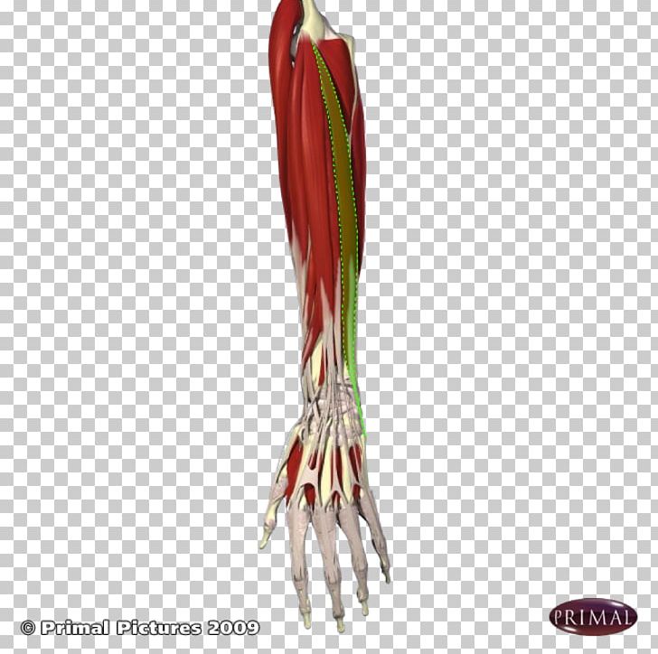 Arm Extensor Digitorum Muscle Flexor Carpi Ulnaris Muscle Extensor Carpi Ulnaris Muscle Extensor Digiti Minimi Muscle PNG, Clipart, Arm, Extensor Digiti Minimi Muscle, Extensor Digitorum Muscle, Flexor Carpi Radialis Muscle, Flexor Carpi Ulnaris Muscle Free PNG Download