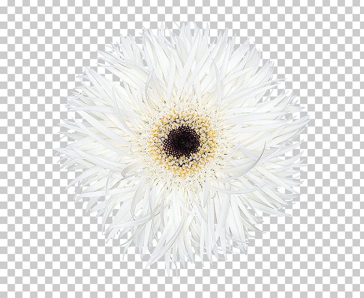 Common Daisy Transvaal Daisy Chrysanthemum Oxeye Daisy Aster PNG, Clipart, Aster, Black And White, Chrysanthemum, Chrysanths, Common Daisy Free PNG Download