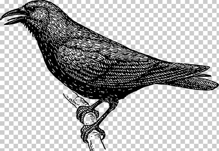 Crow Drawing PNG, Clipart, Animals, Beak, Bird, Black And White, Branch Free PNG Download
