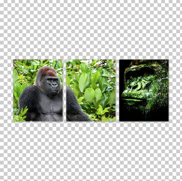 Gorilla Wildlife Terrestrial Animal Ape PNG, Clipart, Animal, Animals, Ape, Fauna, Gorilla Free PNG Download