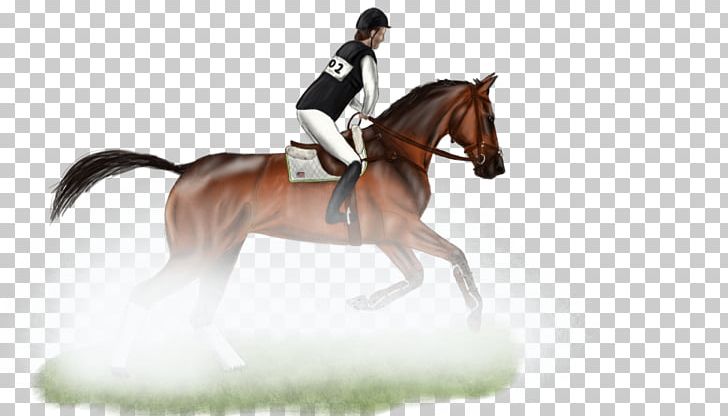 Hunt Seat Stallion Rein Dressage Mustang PNG, Clipart, Animal Sports, Animal Training, Bit, Bridle, Dressage Free PNG Download