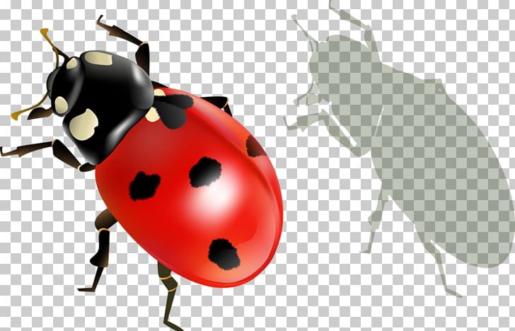 Ladybird Beetle Insect PNG, Clipart, Animals, Arthropod, Beetle, Coccinelle, Fleur Free PNG Download