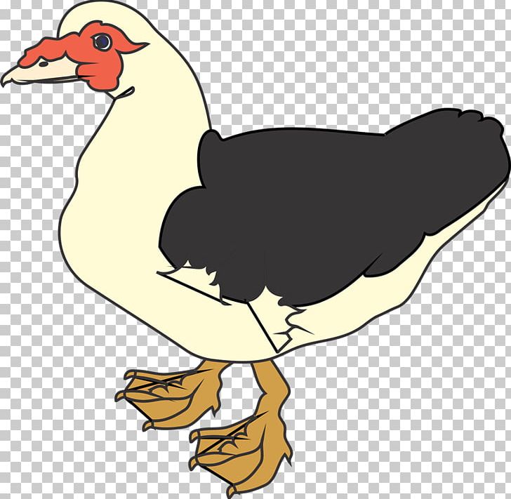 Muscovy Duck PNG, Clipart, Aflac Duck, Art, Artwork, Aves, Beak Free PNG Download