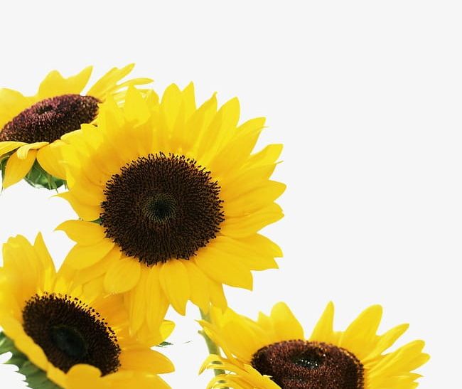 Free Free 172 Clipart Sunflower Png Free SVG PNG EPS DXF File