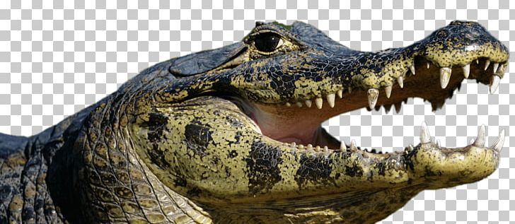 American Alligator Ocelot Amazon Rainforest Spectacled Caiman Nile Crocodile PNG, Clipart, Alligator, Amazon Rainforest, American Alligator, Animals, Black Caiman Free PNG Download