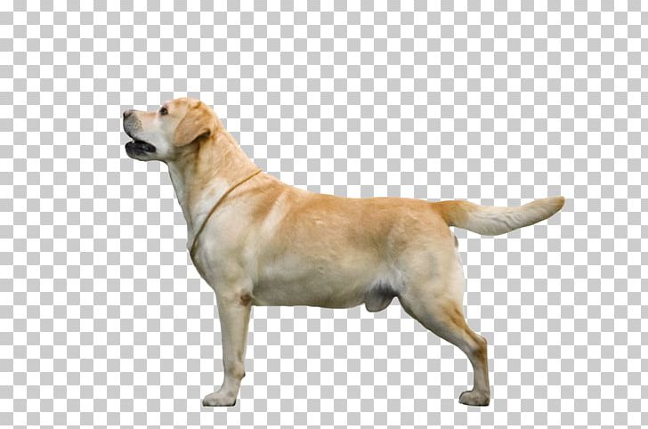 Labrador Retriever Dog Breed Companion Dog Sporting Group PNG, Clipart, Breed, Carnivoran, Companion Dog, Dog, Dog Breed Free PNG Download