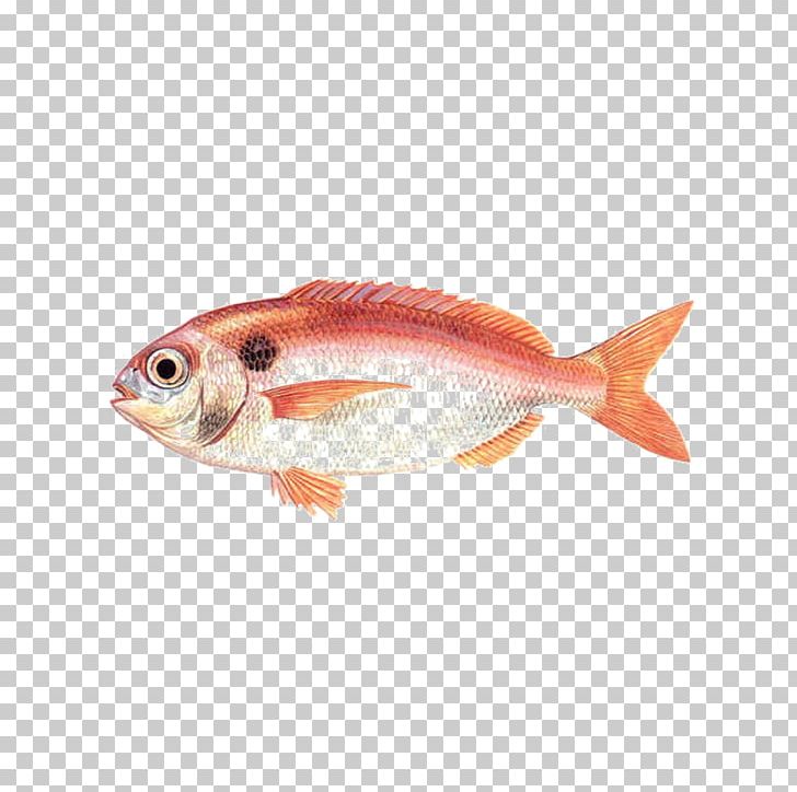 Angelfish Red Seabream Common Pandora PNG, Clipart, Angelfish, Animals, Animal Source Foods, Bony Fish, Bream Free PNG Download