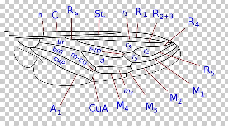 Drawing Organism PNG, Clipart, Angle, Area, Art, Blue, Circle Free PNG Download