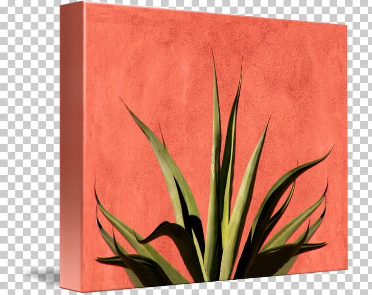 Leaf Rectangle Flowering Plant PNG, Clipart, Agave, Flora, Flower, Flowering Plant, Grass Free PNG Download