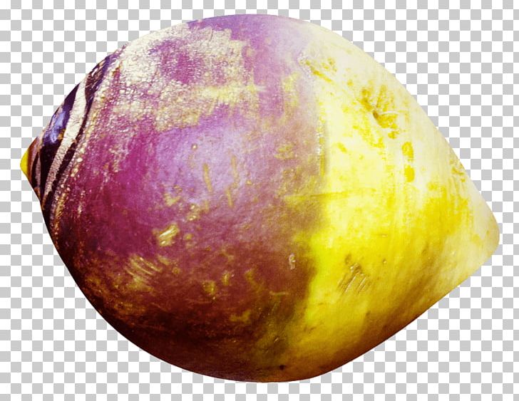 Rutabaga Portable Network Graphics Turnip Red Cabbage PNG, Clipart, Brassica, Cabbage, Cabbages, Daikon, Food Free PNG Download