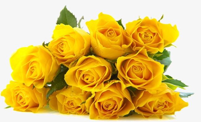 A Bouquet Of Yellow Roses PNG, Clipart, Bouquet Clipart, Droplets ...