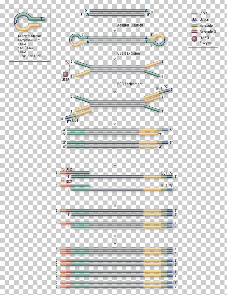 Primer Library Illumina Enzyme DNA PNG, Clipart, Angle, Area, Diagram, Dna, Enzyme Free PNG Download