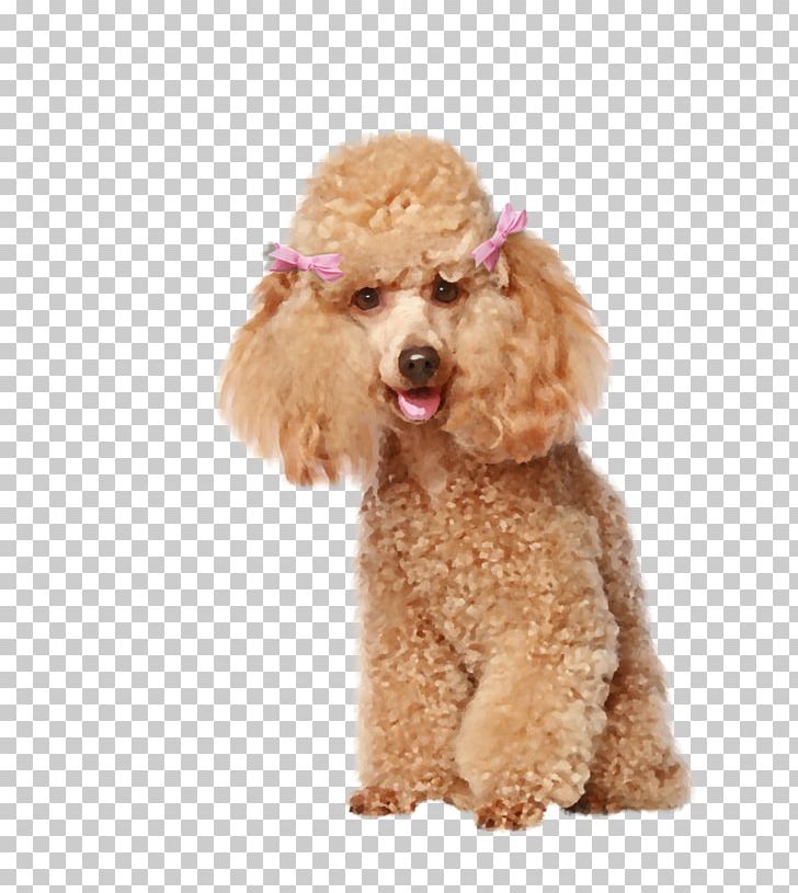 Spanish Water Dog Barbet Curly-coated Retriever Cat Dog Grooming PNG, Clipart, Animals, Barbet, Carnivoran, Cat, Companion Dog Free PNG Download