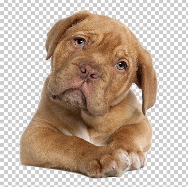 Dogue De Bordeaux English Mastiff Perro De Presa Canario Tibetan Mastiff Puppy PNG, Clipart, Animals, Breeder, Carnivoran, Companion Dog, Dog Free PNG Download