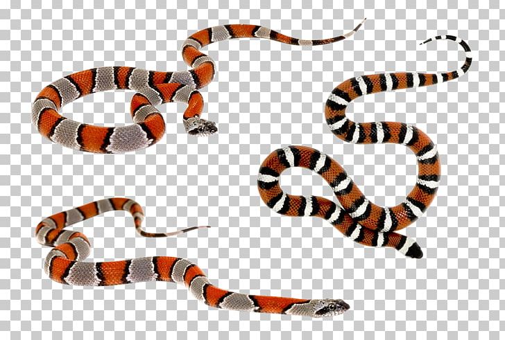 Kingsnakes Reptile Ptyas Korros Venomous Snake PNG, Clipart, Animal Figure, Animals, Bothriechis, Cobra, Colubridae Free PNG Download